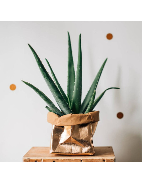Rolo de papel vegano ou - 50 x 100 cm